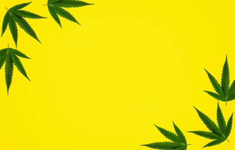 Yellow cannabis leaf background