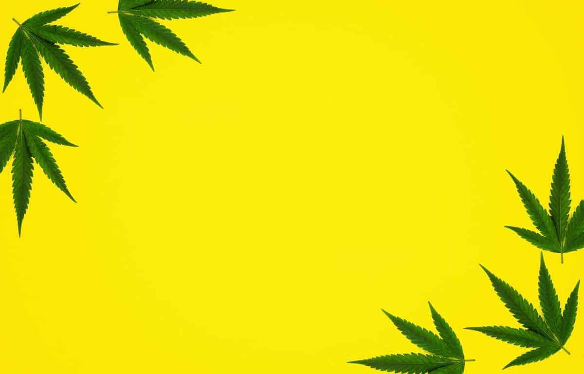 Yellow cannabis leaf background